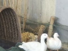 -火福·天湖阁大闸蟹博物馆主题餐厅(浅水湾店)