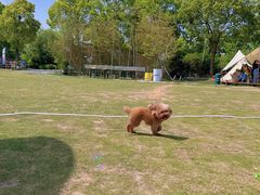 -不觉晓CAMPING(上海迪士尼营地店)