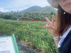 -亚龙湾国际玫瑰谷