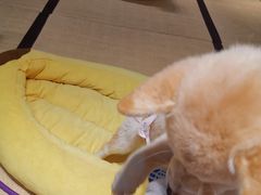 -逗柴咖啡屋·狗咖猫咖宠物桌游