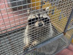 -前小桔亲子创意农场·草莓采摘·露营烧烤