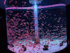 -海合安成都极地海洋公园