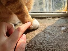 -猫猫幼稚园·撸猫·桌游·电玩