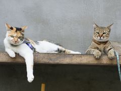 -Again Coffee Roaster(香蜜湖店)