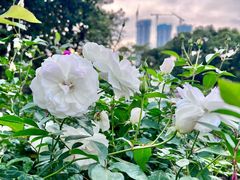 -人民公园(罗湖区)