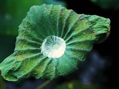-海南热带野生动植物园