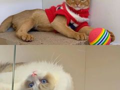 -lincat·猫舍(广州店)