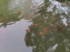 -东湖落雁景区