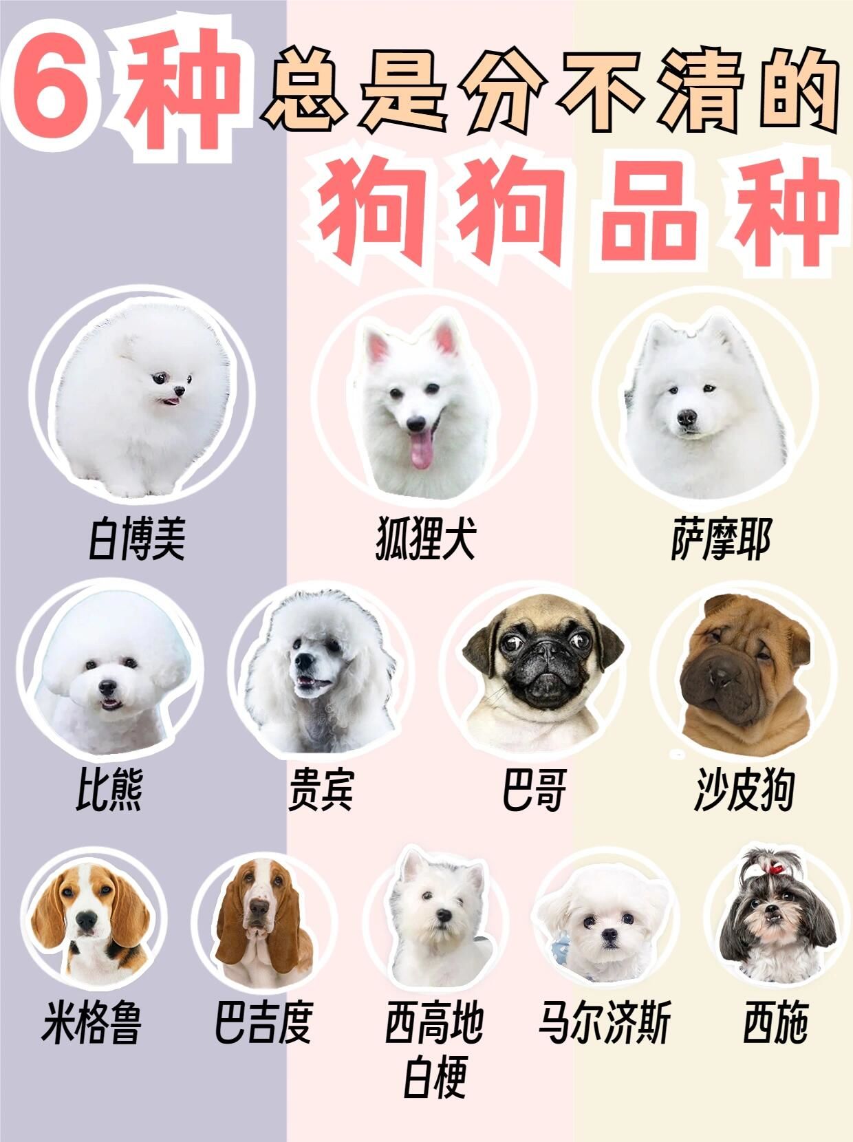 这些狗狗傻傻分不清