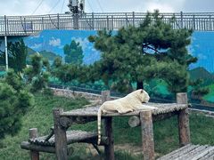 -西霞口神雕山野生动物世界