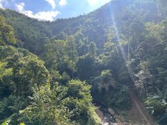 -西双版纳原始森林公园