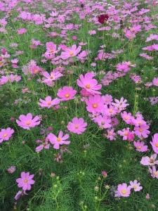 -曼谷杜莎夫人蜡像馆