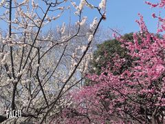 -红梅公园