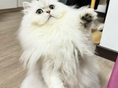 -猫十亿·布偶金渐层·曼基康矮脚猫舍(青年路店)