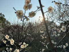 -香雪海