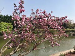 -嘉定紫藤园