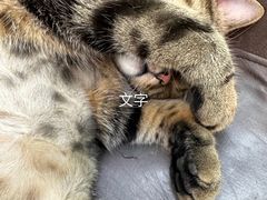 -萌兽医馆·眼科·异宠专科(三里屯店)