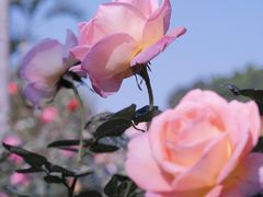 -人民公园(罗湖区)