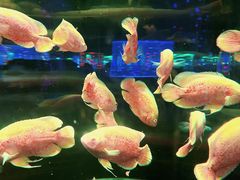 -杭州野生动物世界