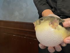 -肆月河豚·新淮扬(金融街店)