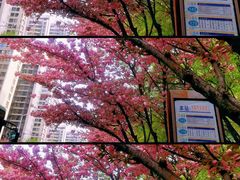 -木塔寺遗址生态公园