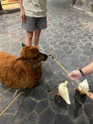 -Zoolung Zoolung动物主题公园(海信广场店)