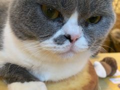 -滚猫咖啡·猫咖·猫友好撸猫(未来城店)