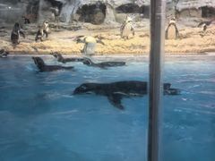 -帝企鹅自助餐厅•儿童岛•真企鹅(长隆企鹅酒店)