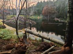 -美国自然历史博物馆