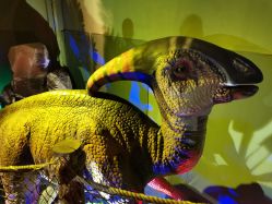 -恐龙探索乐园(磁器口店)