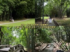 -深圳仙湖植物园