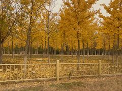 -香山公园