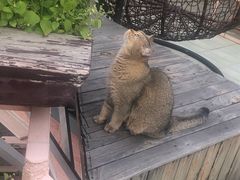 -喵屿·大理花园猫咖