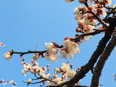 -香雪海