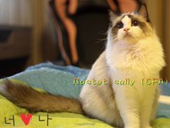 -Bastet sally猫舍购宠(静安店)
