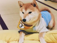 -逗柴咖啡屋·狗咖猫咖宠物桌游