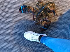 -金苑海鲜酒家(来魅力店)