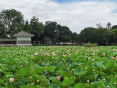 -荔湾湖公园