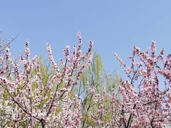 -桃花堤公园