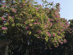 -十九路军淞沪抗日阵亡将士陵园