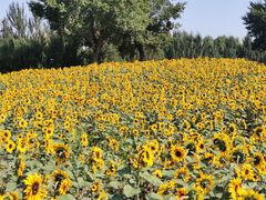 -长白岛森林公园