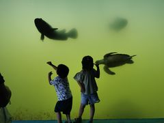 -广东惠东海龟国家级自然保护区