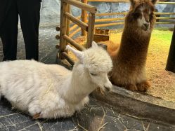 -Zoolung Zoolung动物主题公园(海信广场店)