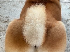 -趣多多宠物公园·宠物训犬学校·宠物寄养