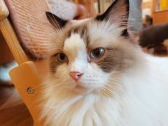 -滚猫咖啡·猫咖·猫友好撸猫(未来城店)