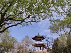 -莲花池公园