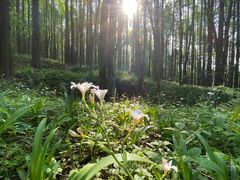 -武陵山森林公园