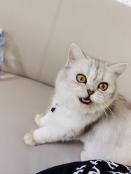 -风生造型