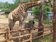 -大连森林动物园