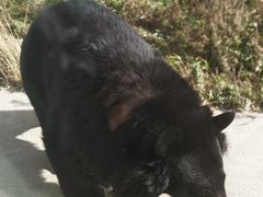 -黑瞎子岛探秘野熊园